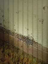 Pest Control PRO - Dublin photo 5
