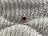 Pestline - Pest Control Vaughan photo 5