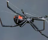 Sandlin's Pest Control