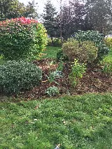 Landscaping experts Tree Planting, Sodding, Garden design photo 6