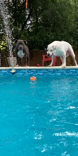 Goin Swimmin Pool Service & Supply photo 2
