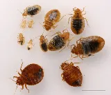 Truckee Meadows Pest Control photo 2