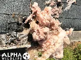 Alpha Wildlife Memphis photo 5