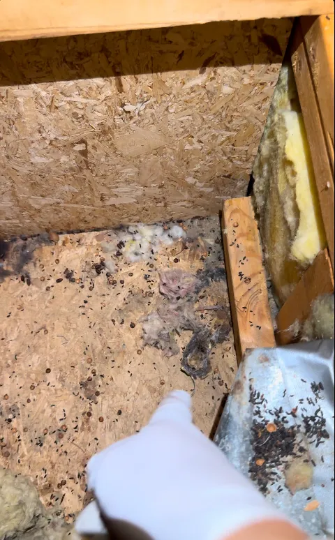 Mean Green Pest Services in Albany