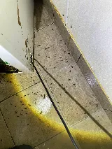 Wonder Pest Control