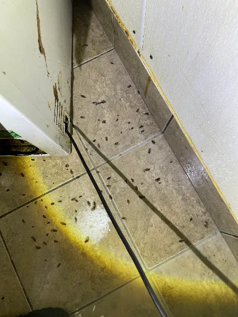 Wonder Pest Control photo 1