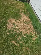 TruGreen photo 7