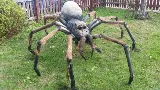 Boise Pest Control photo 5