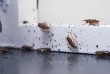 EcoShield Pest Solutions photo 7