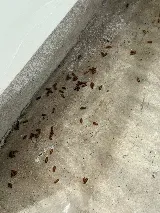 Bulwark Exterminating photo 7