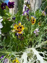 Fenix Pest Control, Inc. photo 5