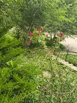 Smeags Lawncare and Landscaping photo 8
