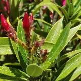 Apex Pest Control LLC photo 7