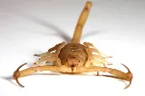 Greenleaf Pest Control photo 6