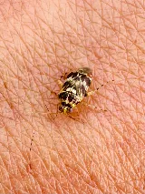 Major Pest Control Edmonton Inc photo 6