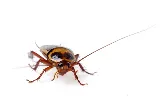 Allpro Pest Management photo 8