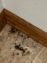 Quality Pest Control GTA photo 2