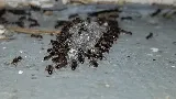 Target Pest Control photo 5