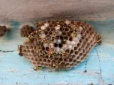 Affordable Pest Control photo 3