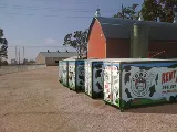 COWs of Abilene photo 8