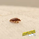 Armed Force Pest Control photo 8