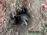 Rodent Proof photo 4