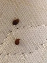Advantage Pest Control photo 3