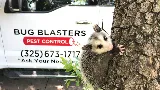 Bug Blasters Pest Control