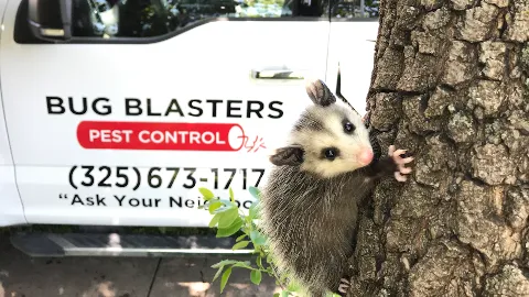 Bug Blasters Pest Control in Abilene