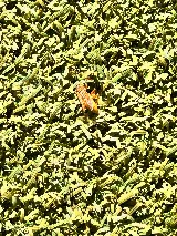 EnviroGuard Pest Control photo 4