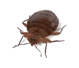 Hi-Tech Express Pest Control LLC photo 5