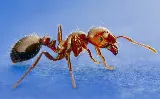 STL Pest Control photo 6