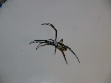 Antman Pest Control photo 3