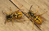 Active Pest Control Richmond photo 3
