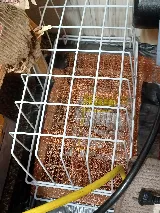 Orkin Canada Pest Control photo 4
