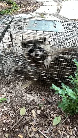 AMW Pest Control photo 8
