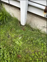 AMPM Exterminators photo 6
