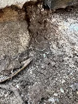 Truly Nolen Pest & Termite Control photo 6