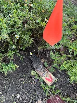 Cisneros Rodent & Wildlife Control photo 5