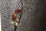 Pesticon Pest Control Vancouver photo 7