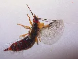 Get'm Pest Control Exterminator Paterson photo 5