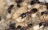 The Pest Detective photo 4