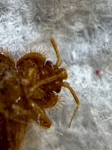 Pro-Staff Termite & Pest Control of The Midwest, LLC photo 4