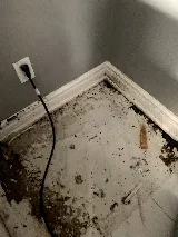 Q.A.P Pest control Richmond hill photo 8