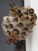 Owls Eye Pest Control photo 2