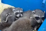 Get 'Em Out Wildlife Control Inc. photo 2