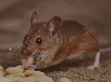 Canadian Pest Solutions photo 7