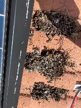 Pest Pros Las Vegas photo 8