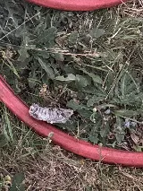 Pointe Pest Control - Bend photo 8