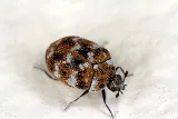 Fraser Valley Pest Control photo 6
